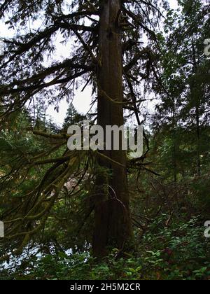 Blick auf die alte Douglasie mit moosbedecktem Stamm und Ästen im Wald im Little Qualicum Falls Provincial Park auf Vancouver Island, BC, Kanada. Stockfoto