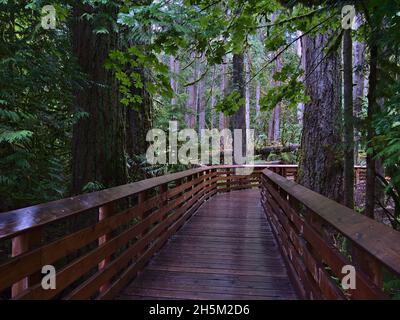 Holzpromenade, die durch den Wald alter Douglas-Tannen im Cathedral Grove im MacMillan Provincial Park auf Vancouver Island, BC, Kanada, führt. Stockfoto