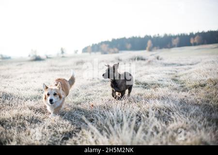 Zwei Hunde, die auf einer mit Reif bedeckten Wiese spielen (Welsh Corgi Pembroke & Deutscher Schäferhund-Welpe) Stockfoto