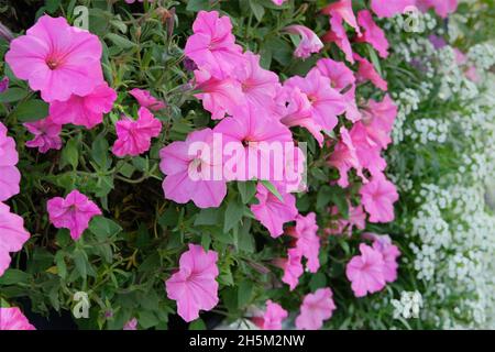 Petunia Blume. Rosa und lila Petunia Blumen Makro Nahaufnahme als Hintergrund. Violette Petunia-Blumentapete. Stockfoto