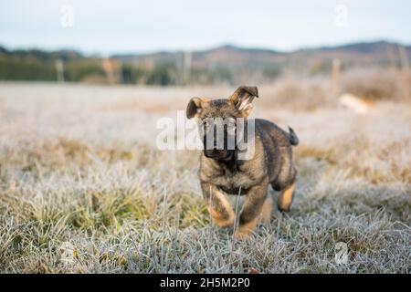 Deutscher Schäferhund Welpe (Elsässer) auf einer frostigen Wiese Stockfoto