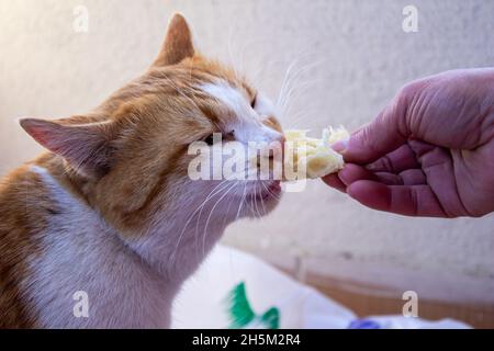 Die Katze isst Brot, die Frau füttert die streunende Katze mit Brot. Stockfoto