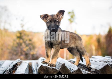 Deutscher Schäferhund Welpe (elsässisch) Stockfoto