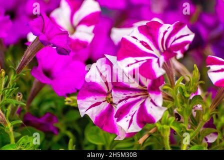 Gartenpetunias werden in lila und zweifarbig violett und weiß gepflanzt, 19. September 2010, in Mobile, Alabama. Petunien entstanden in Südamerika. Stockfoto