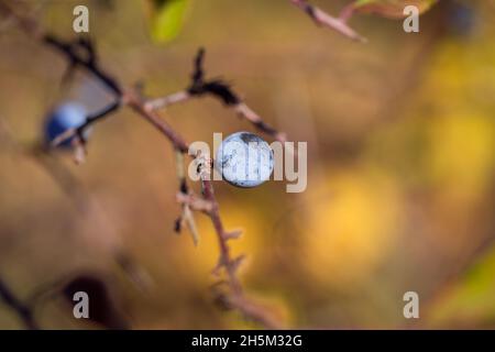 Herbstzweig mit wilden Pflaumen vor dem Hintergrund von Bokeh Stockfoto