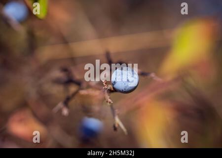 Herbstzweig mit wilden Pflaumen vor dem Hintergrund von Bokeh Stockfoto