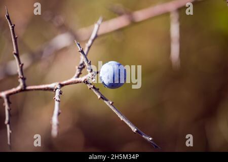 Herbstzweig mit wilden Pflaumen vor dem Hintergrund von Bokeh Stockfoto