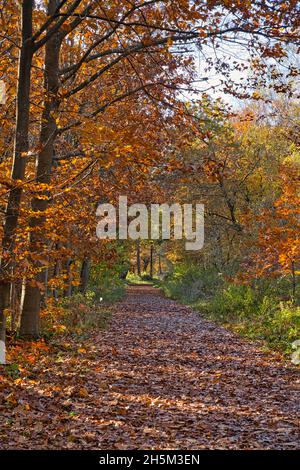 Wunderschöne Bäume am blauen Himmel. Farbenfrohe Herbstliche im Wald. Stockfoto