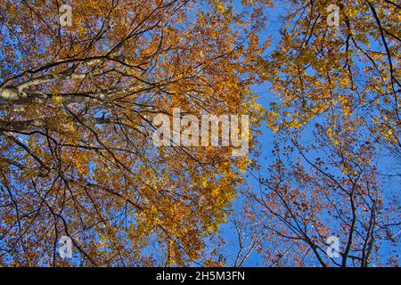 Wunderschöne Bäume am blauen Himmel. Farbenfrohe Herbstliche im Wald. Stockfoto