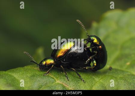 Paar paarige Green Dock Käfer (Gastrophysa viridula) auf der Anlegestelle. Tipperary, Irland Stockfoto