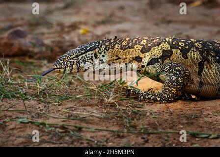 Nile Monitor - Varanus niloticus, große Eidechse aus afrikanischen Seen und Flüssen, Tsavo East, Kenia. Stockfoto