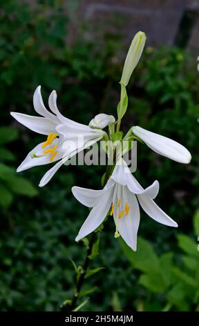 Zweig mit weißen Blüten von Madonna Lily oder Lilium Candidum, Sofia, Bulgarien Stockfoto