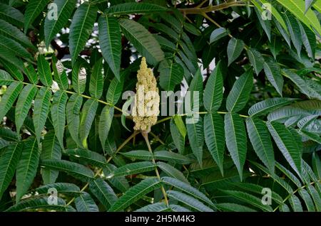 Rhus typhina, grüne Knospe aus rotem Sumac, Nahaufnahme, Sofia, Bulgarien Stockfoto