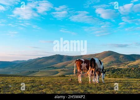 Zwei freilandige Milchkühe, die bei Sonnenaufgang im Frühling auf den Hügeln von Zlatibor grasen Stockfoto