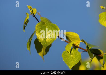 Frische Silberbirke, Betula Pendula Blätter nach Regen an einem Maiabend in Estland. Stockfoto