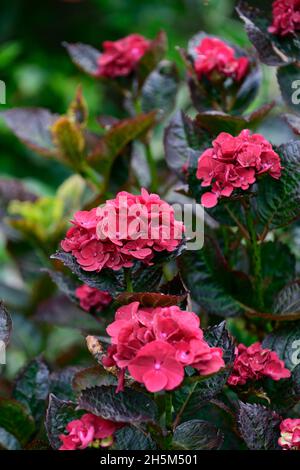 Hortensia macrophylla Lady in Rot, Lacecap Hortensia Lady in Rot, rote Blüten, dunkles Laub, dunkle Blätter, Hortensien, RM Floral Stockfoto