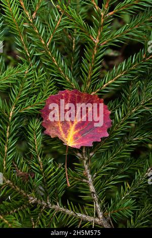 Ein leuchtend rotes Aspen-Blatt auf Fichte Zweige während der Herbstblüte im borealen Wald Estlands, Nordeuropa. Stockfoto