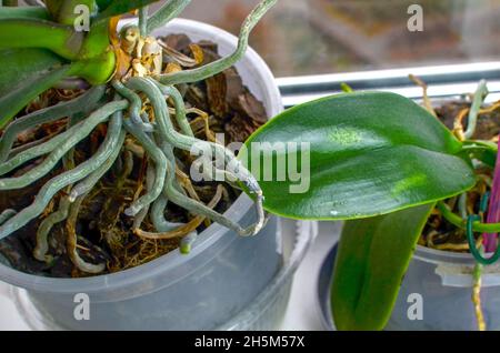 Insektenschädling-Malybug auf Orchideenblättern und -Wurzeln Stockfoto