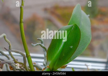 Insekten Schädlinge weiße Käfer mealybug auf Orchideenblättern Stockfoto