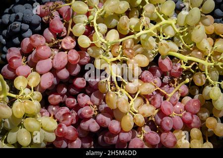 Köstliche Trauben in verschiedenen Farben, die beim Jahrgang gesammelt werden. Stockfoto