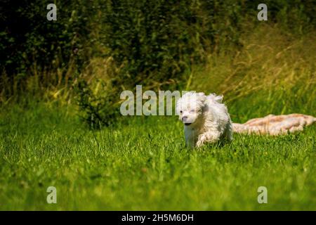 Kleiner maltesischer Mini-Hund auf der Wiese Stockfoto