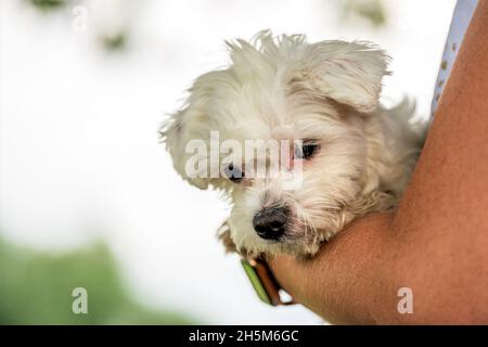 Kleiner maltesischer Mini-Hund auf dem Arm einer Frau. Stockfoto