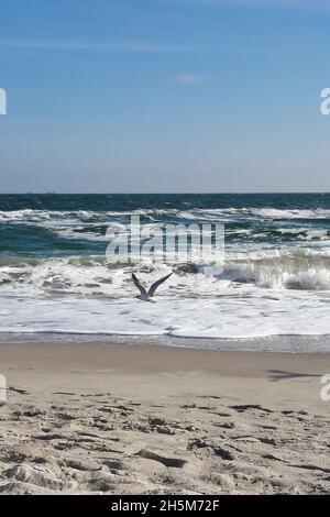 Eine einsames Möwe fliegt auf der Küste vor dem Hintergrund des Himmels, schäumende Wellen und Sand. Stockfoto