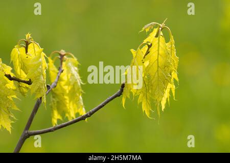 Frische und grüne Nordeiche, Blätter von Quercus rubra im Frühling in Europa. Stockfoto