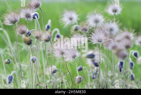 Pulsatilla vulgaris oder Pasque Blume oder Dänen Blut violetten Blüten Samenköpfe auf grünem Hintergrund Stockfoto