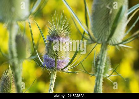 Blühendes wildes Teesel, Dipsacus fullonum an einem Sommerabend in der europäischen Wildnis. Stockfoto