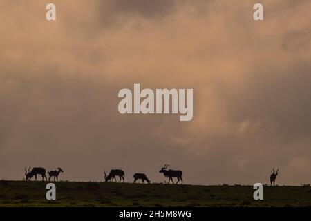 Silhouette einer Großkudus-Antilope auf einem grasbewachsenen Bergrücken gegen den nebligen, wolkigen Himmel während des Sonnenaufgangs im Addo Elephant National Park, Südafrika. Stockfoto