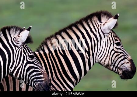 Nahaufnahme des Zebras der Stute oder des weiblichen Burchell (Equus quagga burchellii) mit ihrem Fohlen im Addo Elephant National Park, Südafrika. Stockfoto