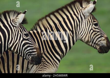 Nahaufnahme des Zebras der Stute oder des weiblichen Burchell (Equus quagga burchellii) mit ihrem Fohlen im Addo Elephant National Park, Südafrika. Stockfoto