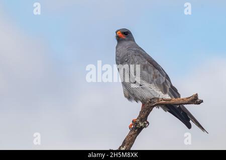 Ein afrikanischer Harrier-Falke, Harrier-Falke oder Gymnogene (Polyboroides typus) hält auf getrockneten Baumzweigen im Addo Elephant National Park, Südafrika. Stockfoto