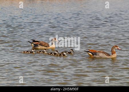 Ein Paar ägyptische Gans (Alopochen aegyptiaca) und ihre Küken im Wasserloch-See im Addo Elephant National Park, Südafrika. Stockfoto