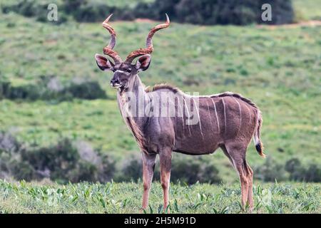 Ein männlicher Großkudu (Tragelaphus strepsiceros) im Grasland des Addo Elephant National Park, Südafrika. Stockfoto