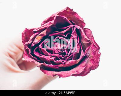Frau Hand hält getrocknete rote Rose Blume isolieren auf weißem Hintergrund. Traditionelles Symbol für ein gebrochenes Herz und verlorene Liebe. Gedächtnis, Deathy, Verlust Konzept Stockfoto