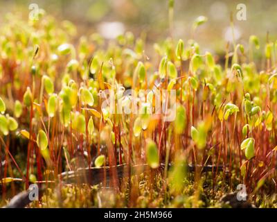 Gruppe von Frühlingsmoos Pohlia nutans in Goldlicht. Makro von Moossporen. Sporenkapseln aus nächster Nähe. Abstrakte, farbenfrohe Komposition mit Moosblumen in Stockfoto