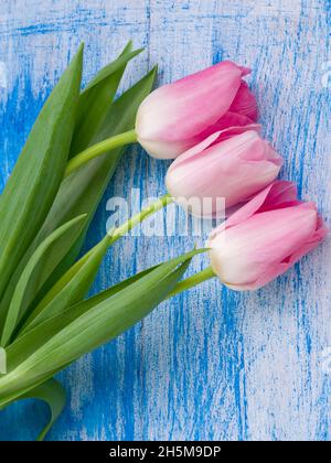 Frühling rosa Blumen für Ihre Blumendekor oder Ihre Grußkarte Urlaub. Schöne, sanfte Tulpen auf weißem, blauem Holzhintergrund. Draufsicht, flach liegend Stockfoto