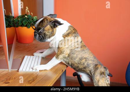 Netter Boston Terrier mit Brille funktioniert am Computer wie eine Person Stockfoto