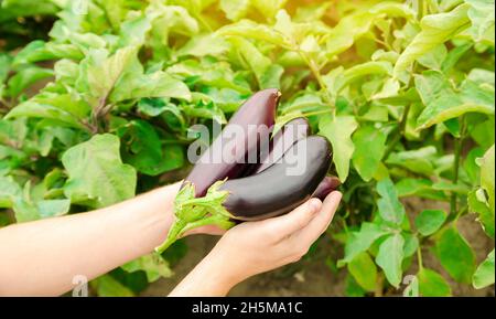Der Bauer erntet reife Auberginen auf dem Feld. Anbau von frischem Bio-Gemüse auf dem Bauernhof. Aubergine. Solanum melongena L. Agroindustrie und ageribu Stockfoto