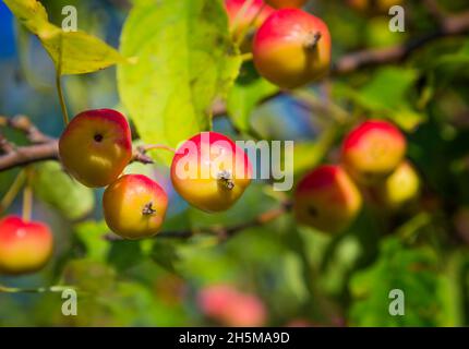 Kleines Paradies Äpfel auf einem Zweig in den Garten, die Zeit der Ernte. Umweltfreundliche gesundes Produkt. Stockfoto