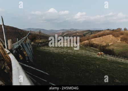 Panoramablick auf die Hügel in rumänien mit führender Linie von alten Holzzaun um grüne Weide mit Kühen während des Frühlingstages Stockfoto