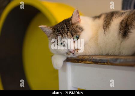 Schöne Katze sitzend auf dem Tisch zu Hause mit Blick auf die Kamera. Entspannende flauschige haarige gestreifte Haustier Stockfoto