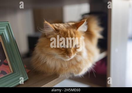 Schöne Katze sitzend auf dem Tisch zu Hause mit Blick auf die Kamera. Entspannende flauschige haarige gestreifte Haustier Stockfoto