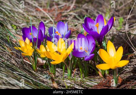 Nahaufnahme von schönen violetten Krokussen im frühen Frühjahr sammeln Bienen Pollen auf ihnen Stockfoto