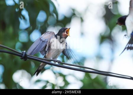 Junge Schwalbe (Hirundo rustica), die auf Draht nach Nahrung schreit. Seine Mutter fütterte sie im Flug. Stockfoto