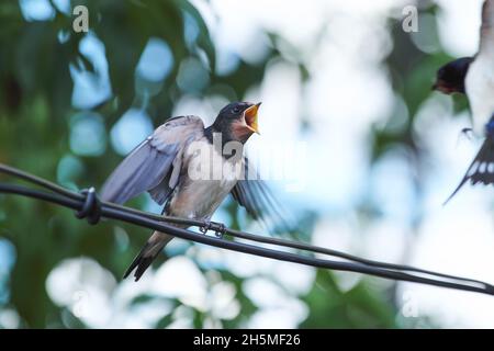 Junge Schwalbe (Hirundo rustica), die auf Draht nach Nahrung schreit. Seine Mutter fütterte sie im Flug. Stockfoto
