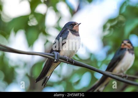 Die junge Schwalbe (Hirundo rustica) sitzt auf einem Draht und wartet darauf, dass seine Mutter das Essen bringt Stockfoto