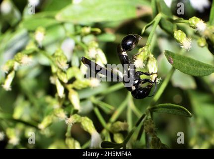 Weiße schwarze Wespe. Stockfoto